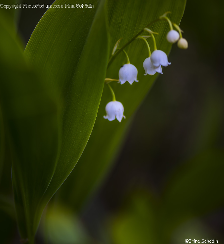 Plant, Blossom, Flower, Leaf, Petal