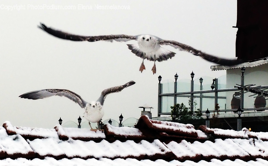 Bird, Animal, Flying, Seagull, Roof
