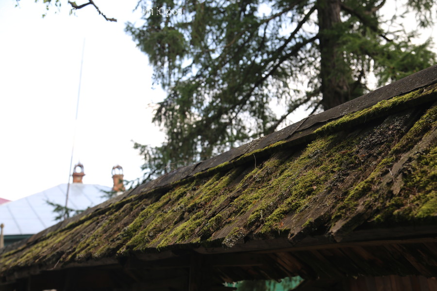 Plant, Roof, Moss, Outdoors, Building