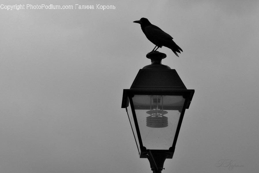 Lamp, Animal, Bird, Lampshade, Crow
