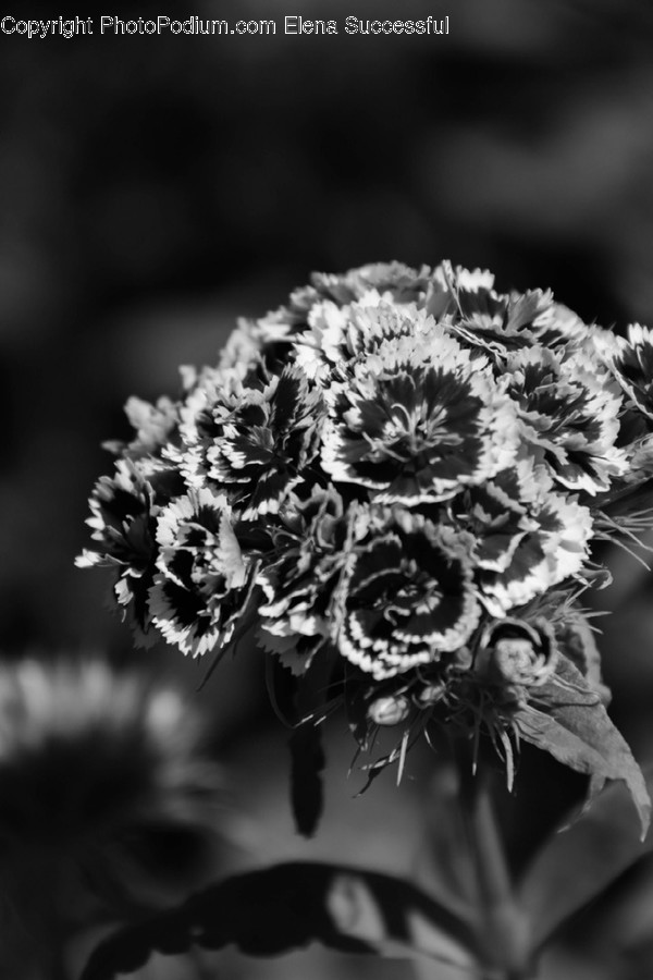 Plant, Blossom, Flower, Flower Bouquet, Flower Arrangement