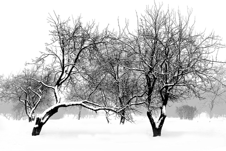 Nature, Outdoors, Snow, Ice, Tree