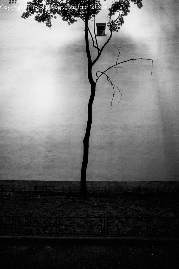 Tree, Plant, Wall, Silhouette, Nature