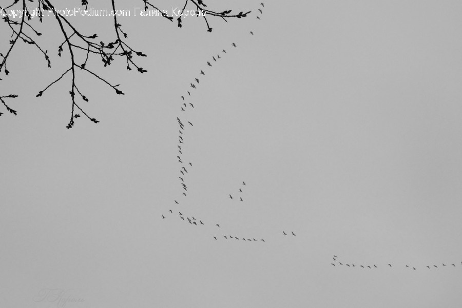 Flock, Animal, Bird, Flying