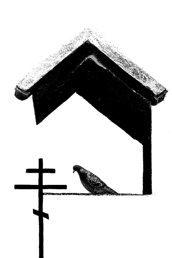 Bird, Animal, Cross, Symbol, Outdoors