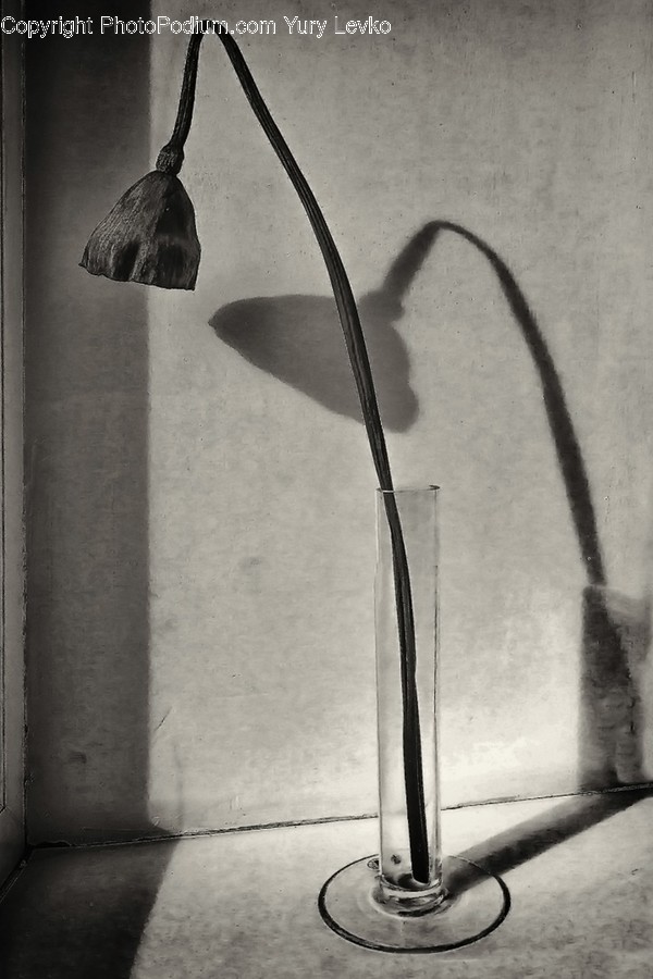Plant, Bird, Animal, Lamp