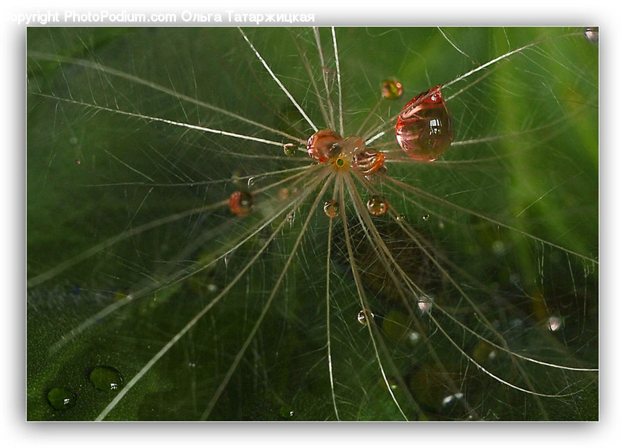Arachnid, Garden Spider, Insect, Invertebrate, Spider, Conifer, Fir