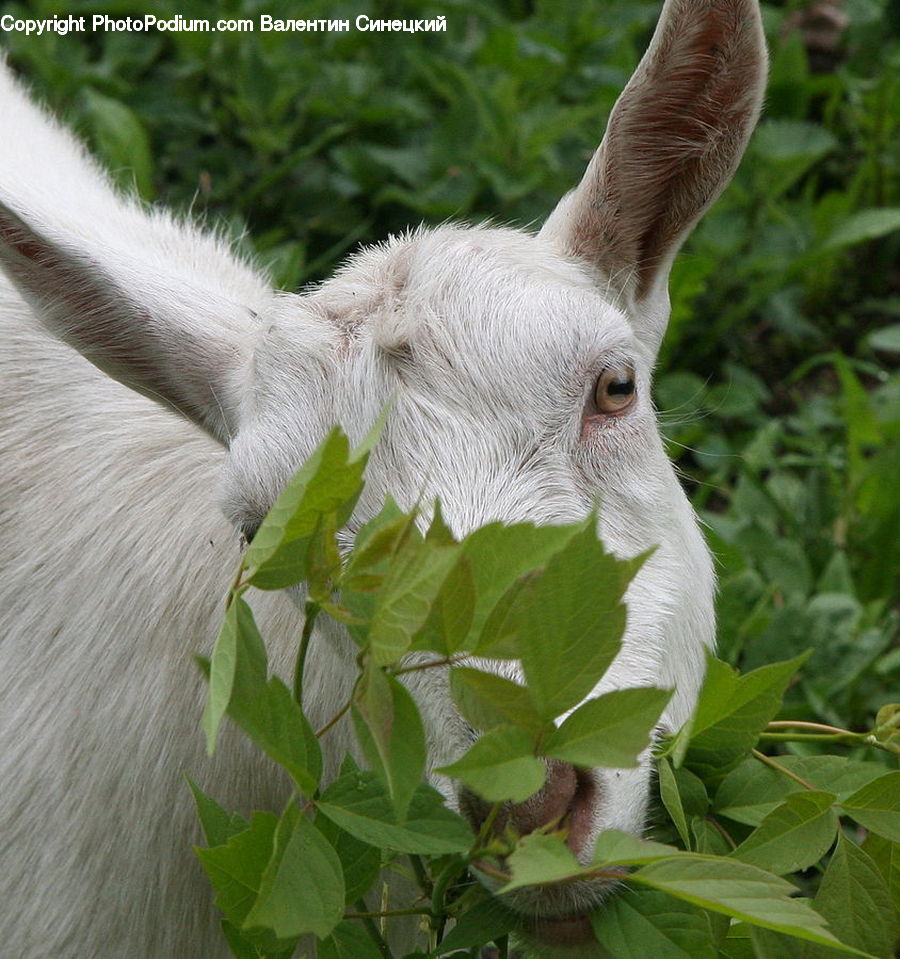 Animal, Goat, Mammal, Mountain Goat, Plant, Vegetation