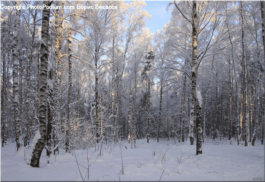 Birch, Tree, Wood, Forest, Vegetation, Grove, Land