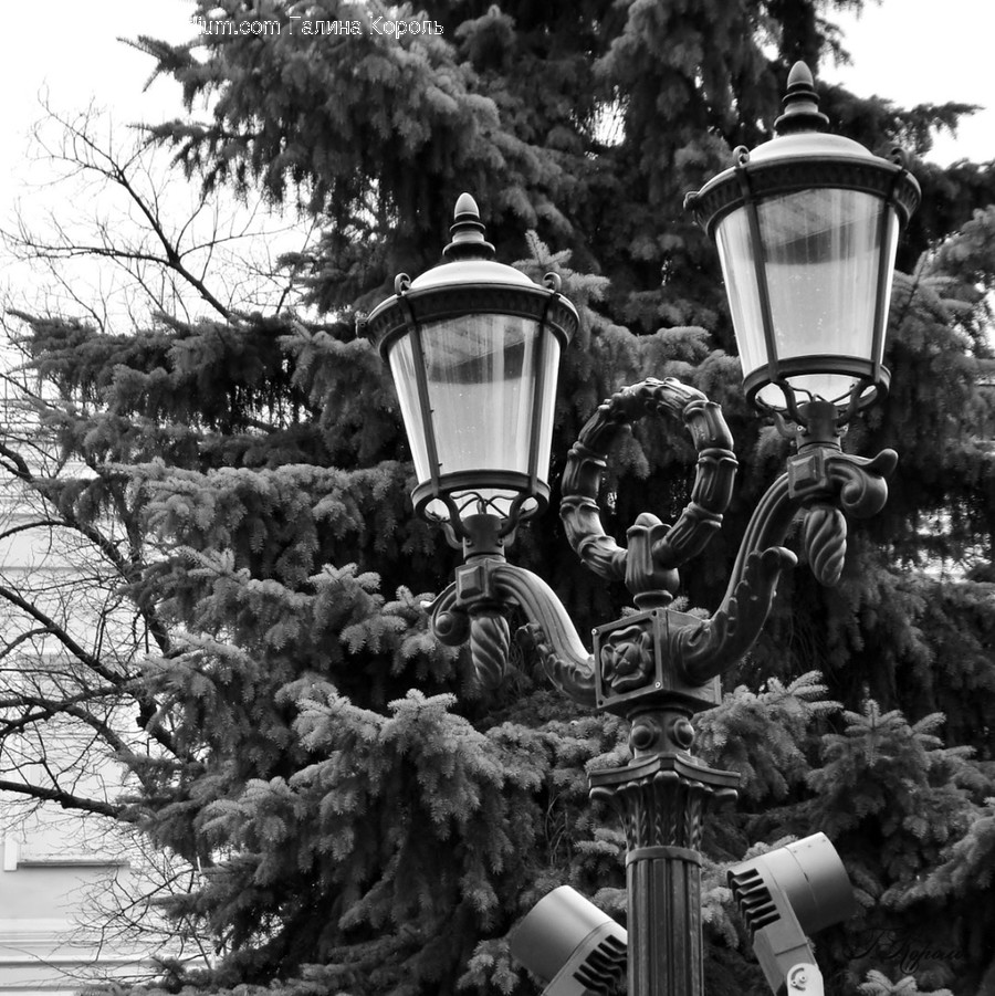 Lamp Post, Lamp, Plant, Tree, Abies