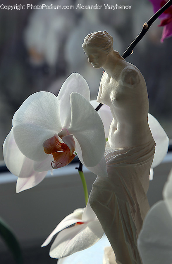 Plant, Figurine, Blossom, Flower, Human