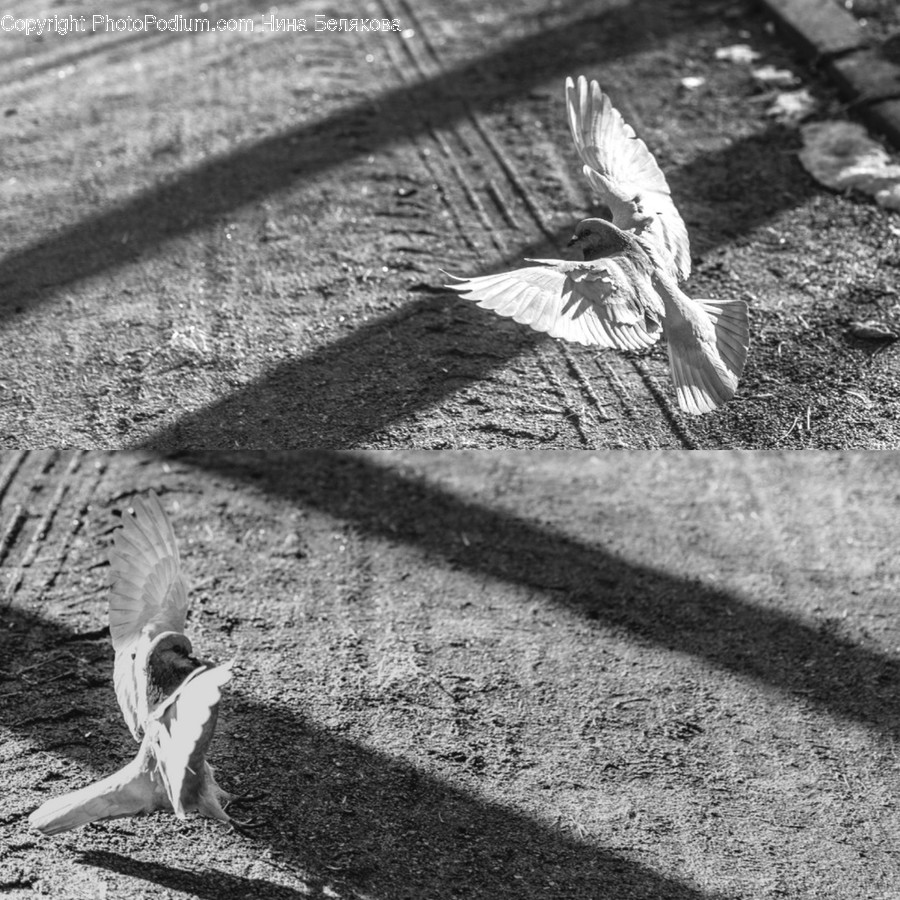Bird, Animal, Ground, Pigeon, Sparrow