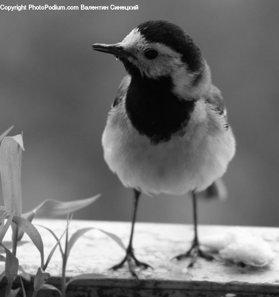 Bird, Seagull, Plant, Blossom, Daffodil, Flora, Flower