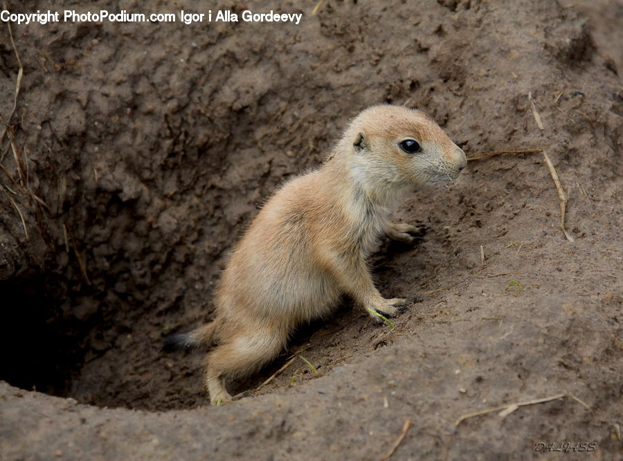 Animal, Mammal, Meerkat, Wildlife