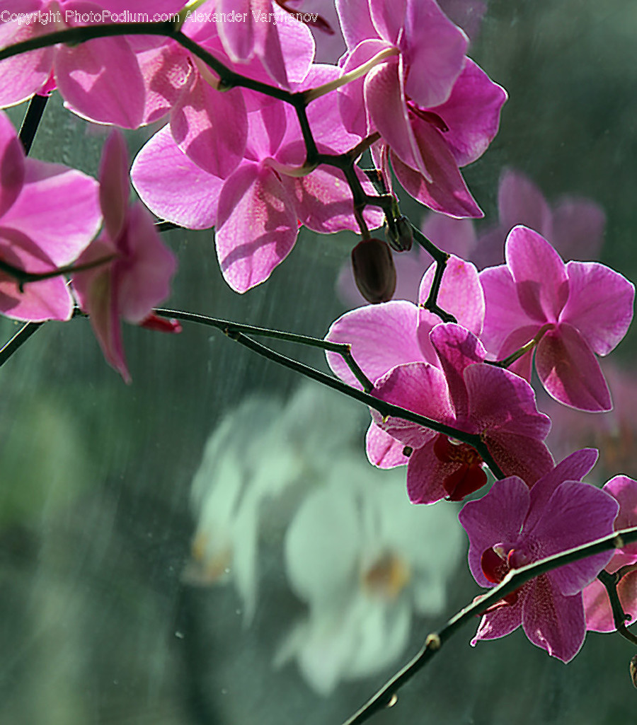 Blossom, Geranium, Plant, Flower, Orchid