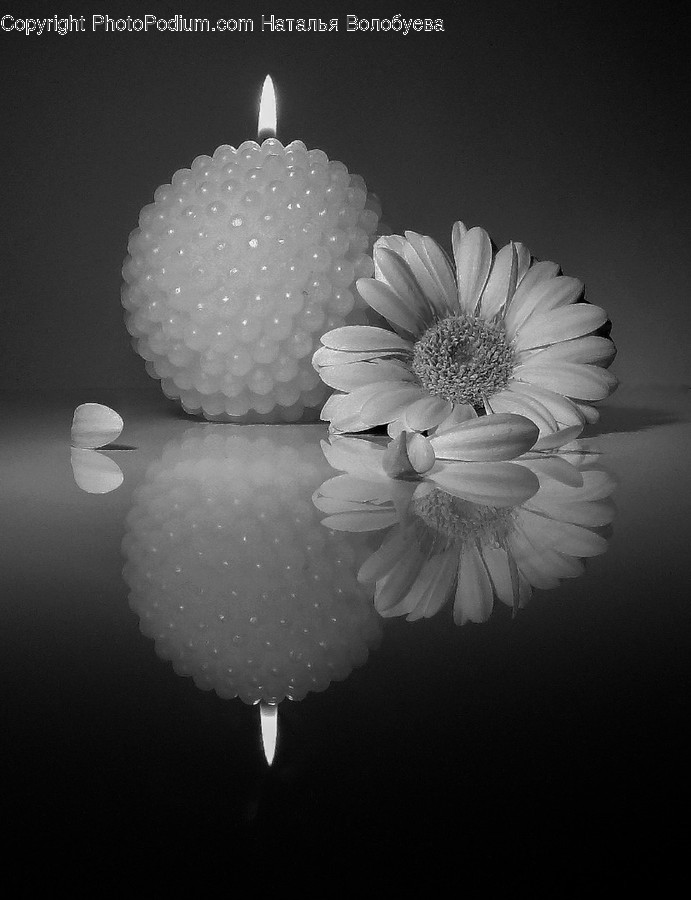 Plant, Flower, Blossom, Candle, Daisies