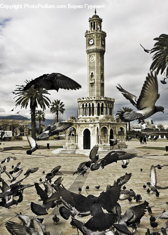 Bird, Pigeon, Architecture, Tower, Seagull, Bell Tower, Clock Tower