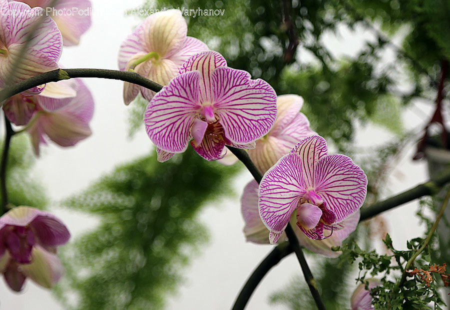 Plant, Flower, Blossom, Geranium, Orchid