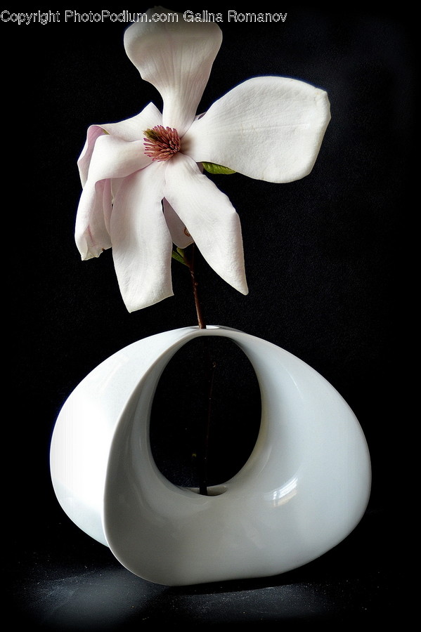 Plant, Pottery, Blossom, Flower, Vase