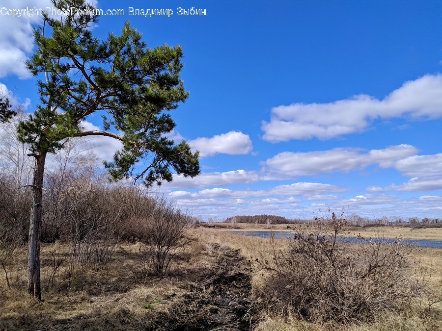 Tree, Plant, Ground, Nature, Outdoors