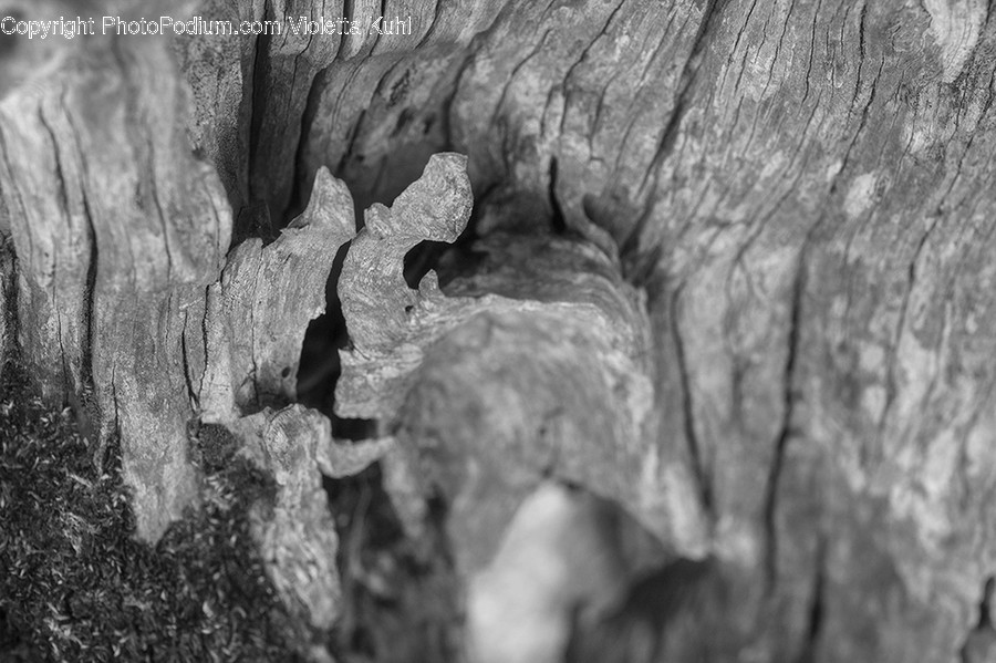 Wood, Rock, Tree Stump, Plant, Tree