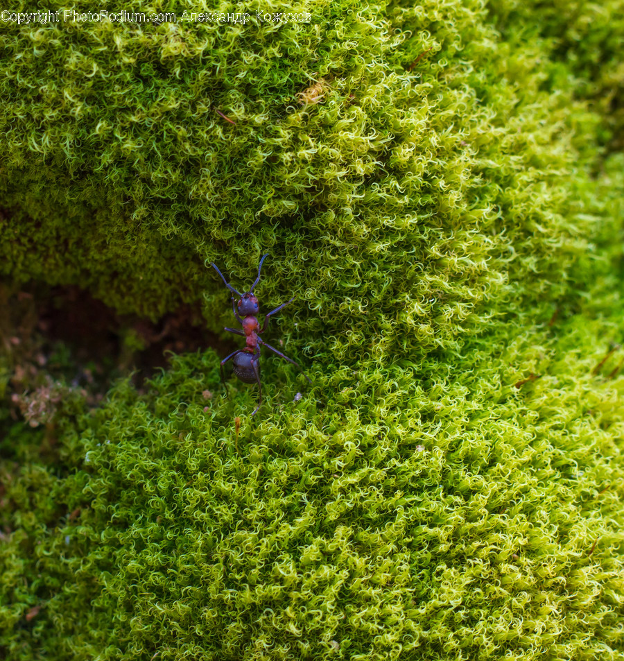 Moss, Plant, Animal, Insect, Invertebrate