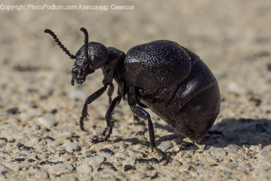 Invertebrate, Dung Beetle, Animal, Insect, Cricket Insect
