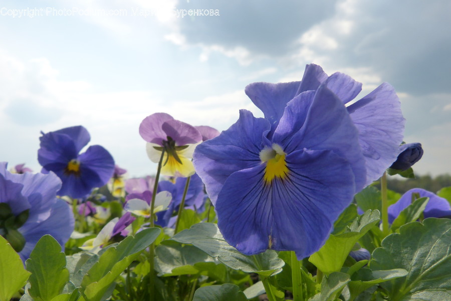 Plant, Flower, Blossom, Geranium, Pansy