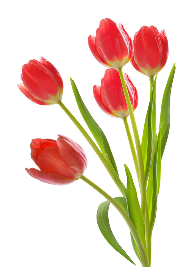 Plant, Blossom, Flower, Tulip, Petal