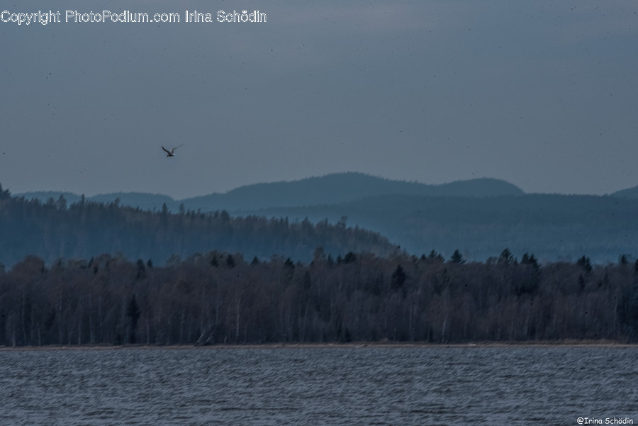 Nature, Outdoors, Bird, Animal, Land