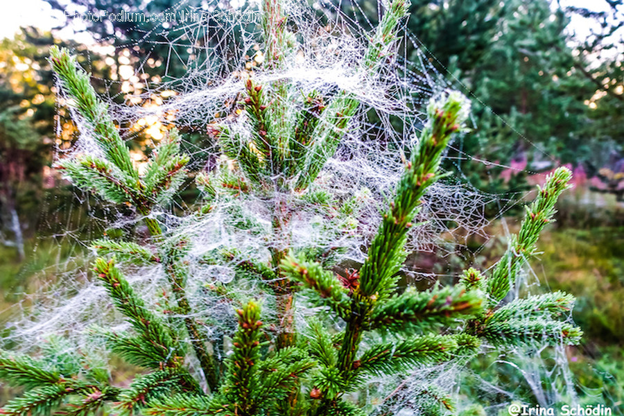 Spider Web, Plant