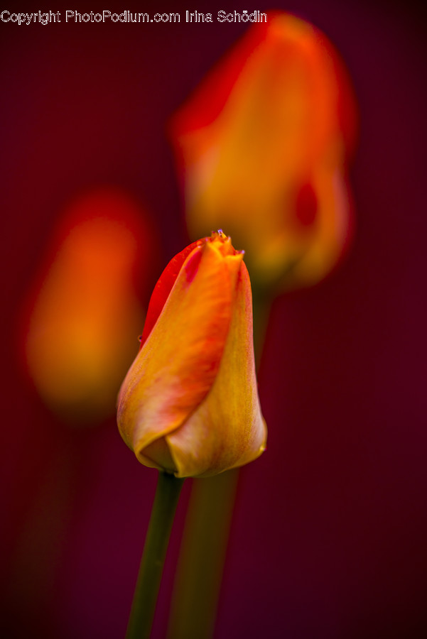 Plant, Flower, Blossom, Tulip