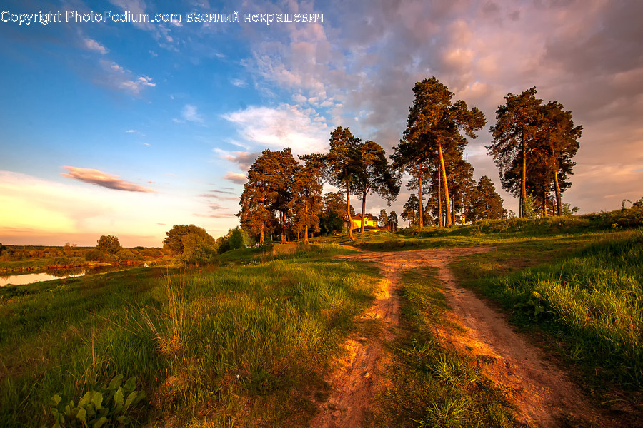 Nature, Outdoors, Field, Grassland, Scenery