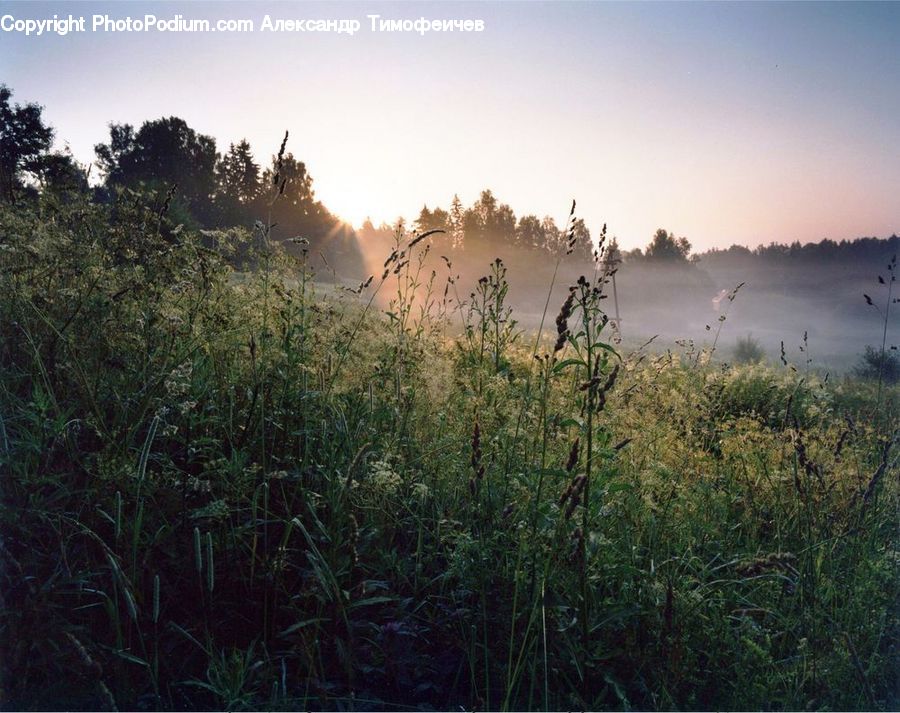 Grass, Plant, Reed, Field, Grassland, Dawn, Dusk