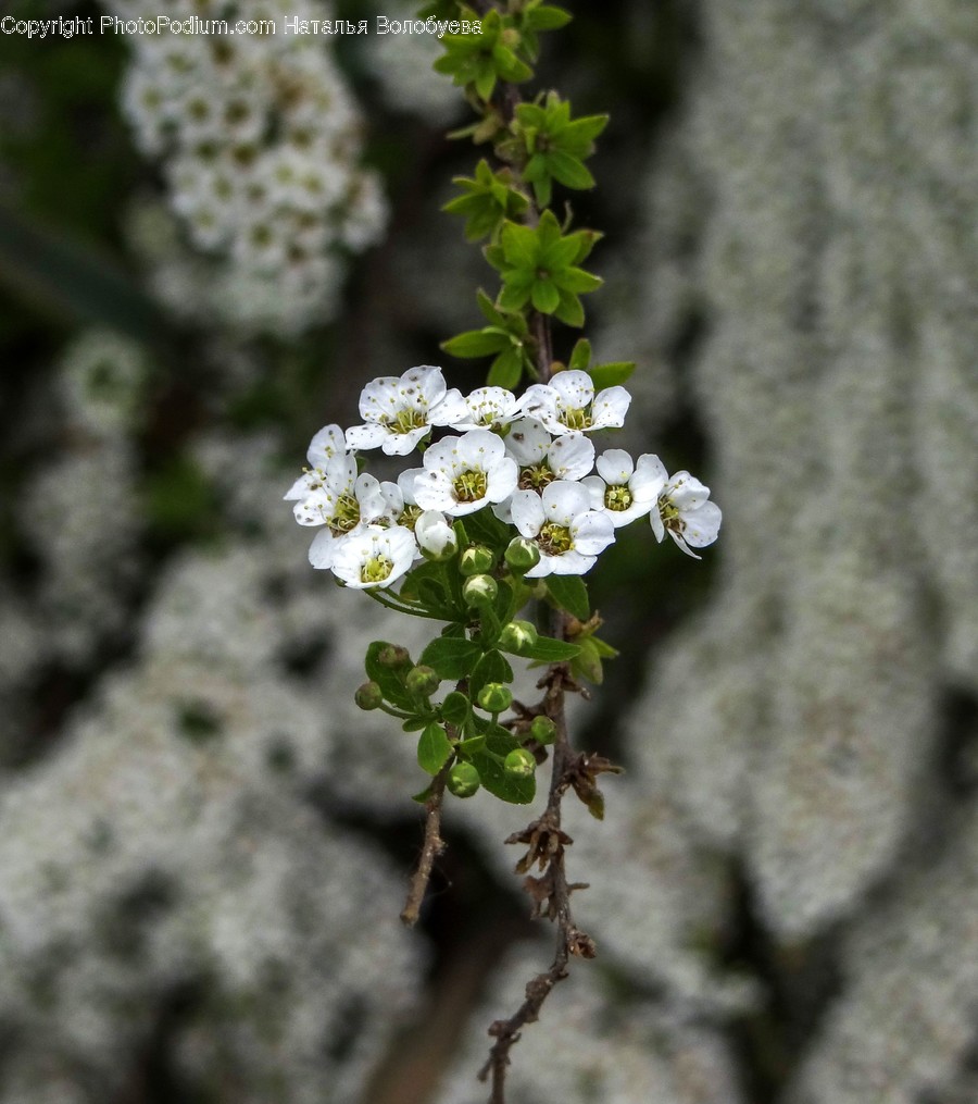 Flower, Geranium, Plant, Blossom, Pollen