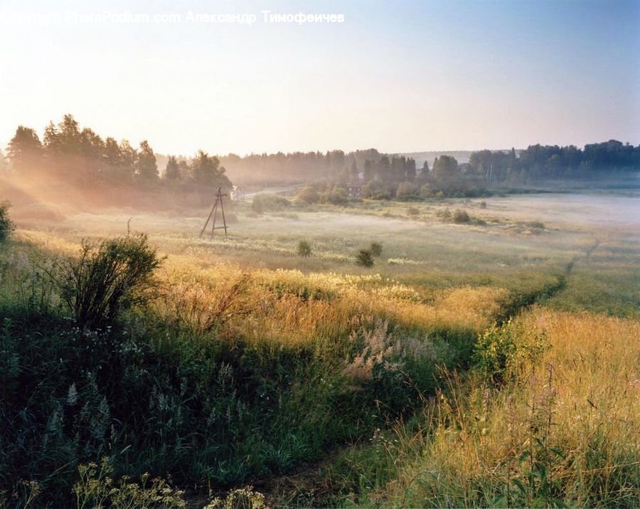 Field, Grass, Grassland, Land, Outdoors, Countryside, Bush