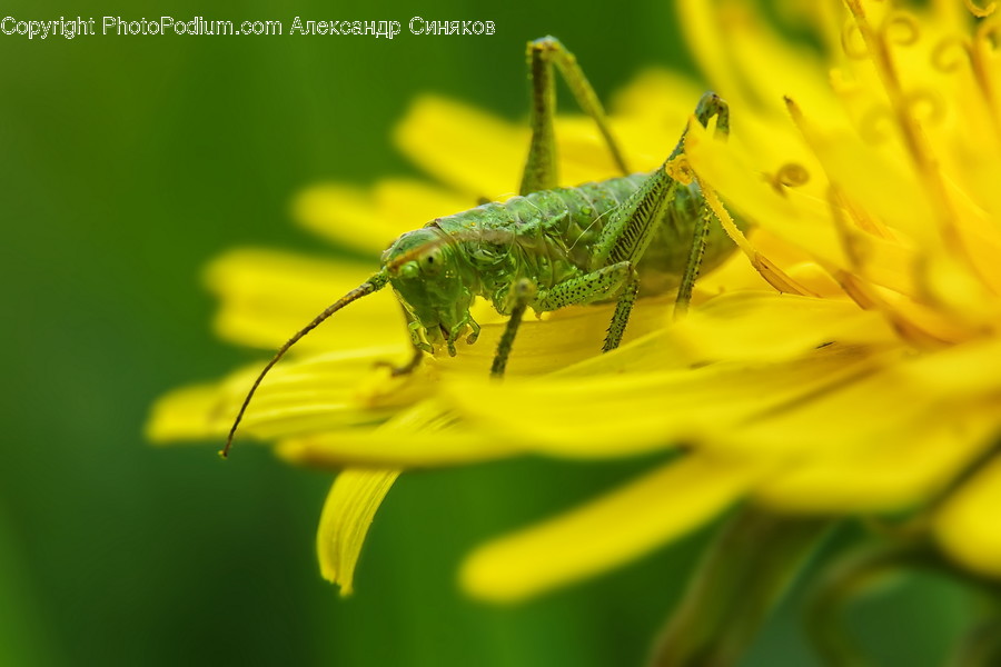 Cricket Insect, Insect, Animal, Invertebrate, Grasshoper