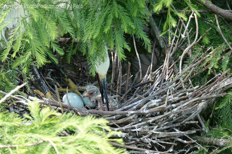 Nest, Bird Nest, Bird, Animal, Eagle