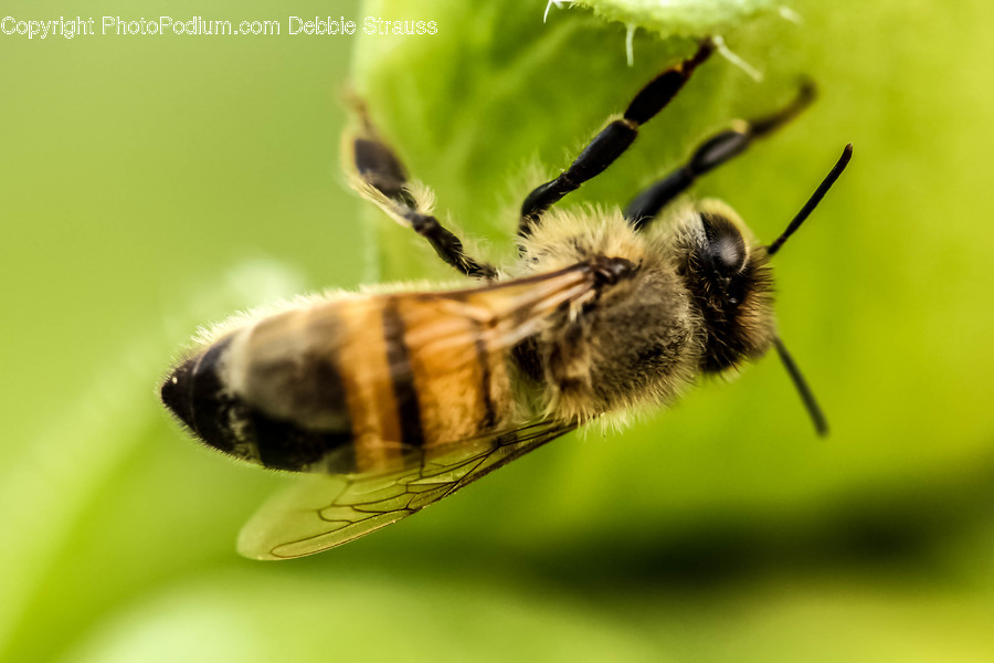 Insect, Invertebrate, Animal, Bee, Honey Bee