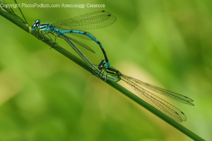 Anisoptera, Invertebrate, Insect, Dragonfly, Animal