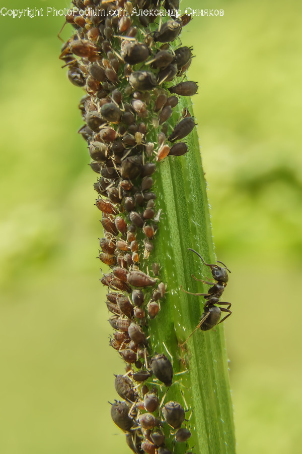 Animal, Insect, Invertebrate, Aphid, Ant