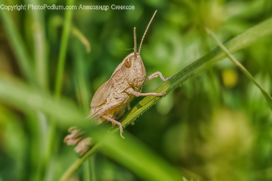 Cricket Insect, Insect, Animal, Invertebrate, Grasshoper