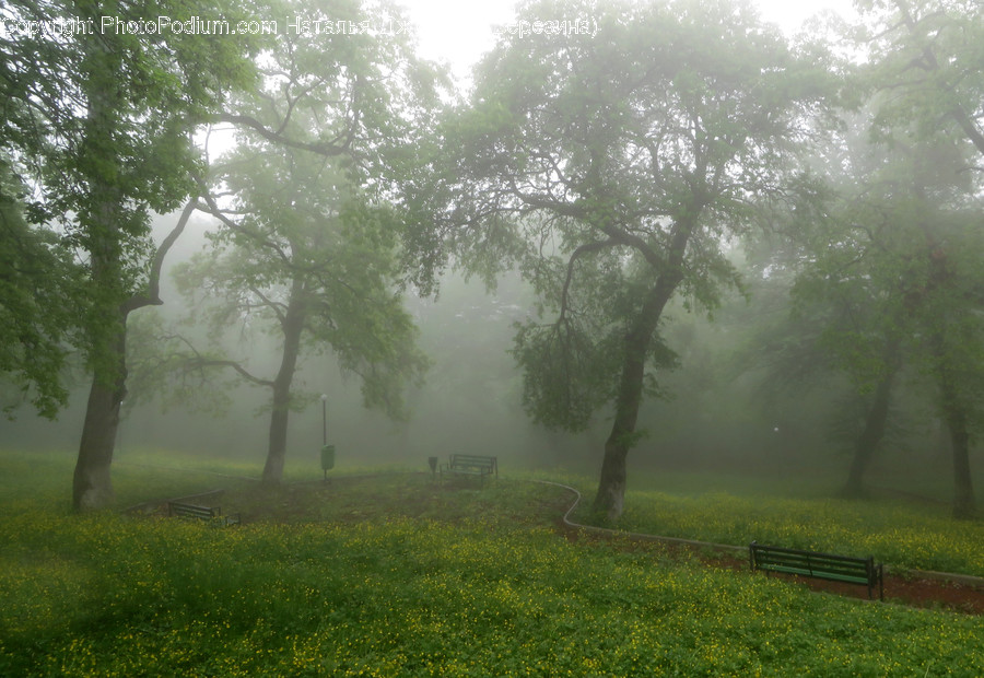 Nature, Weather, Outdoors, Fog, Mist