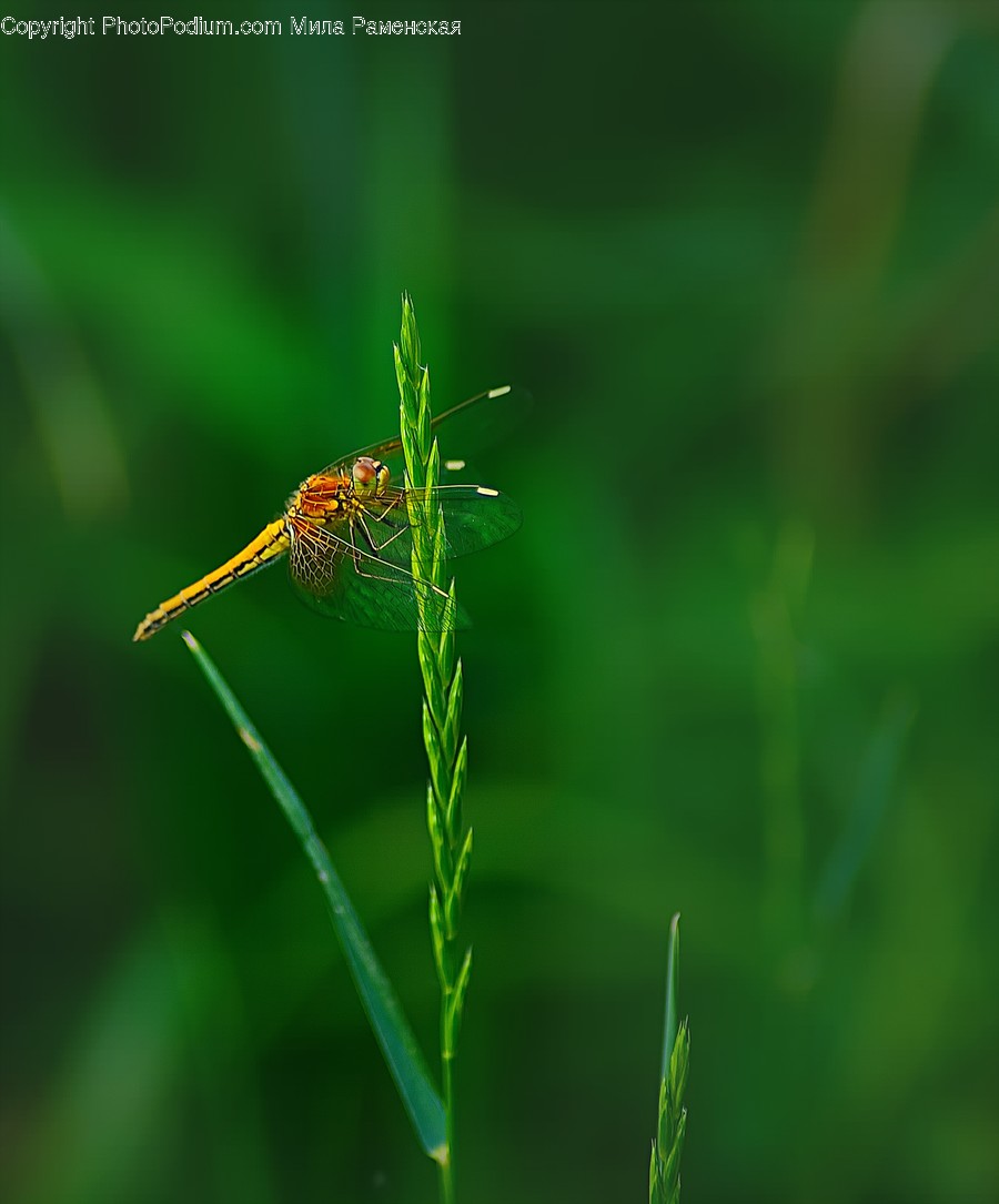Anisoptera, Dragonfly, Insect, Invertebrate, Animal