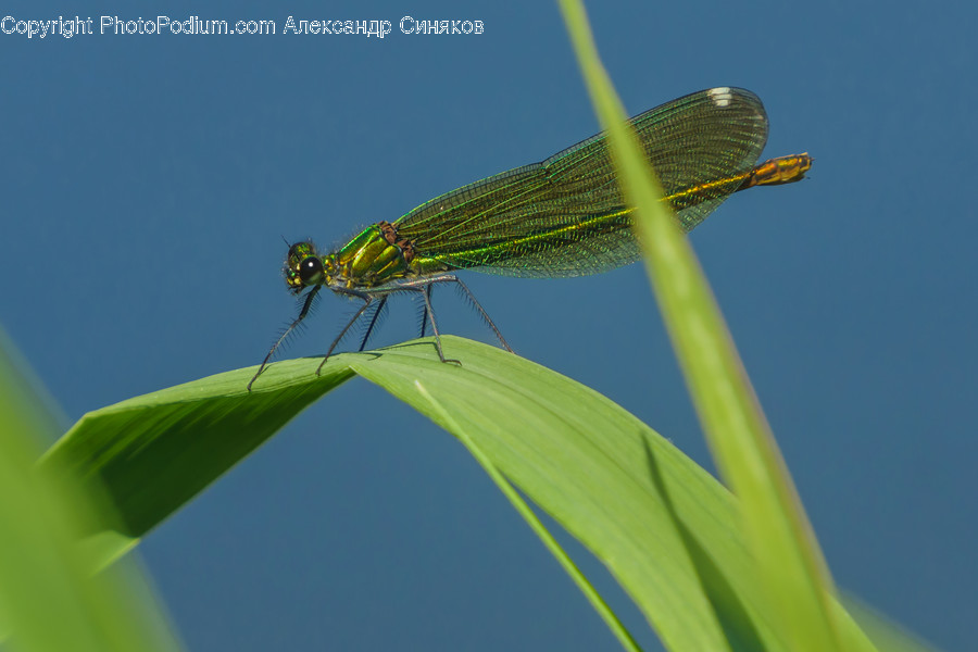 Invertebrate, Dragonfly, Animal, Anisoptera, Insect