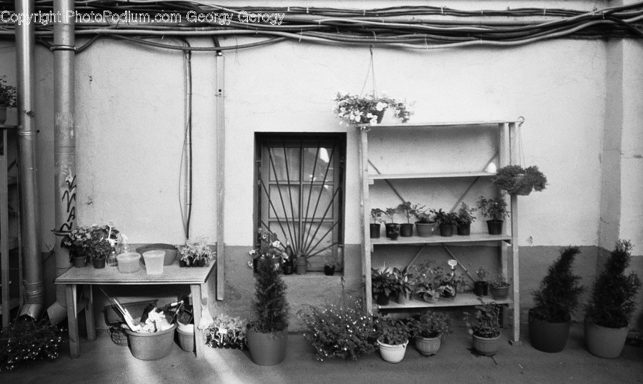 Plant, Shelf, Pottery, Vase, Potted Plant