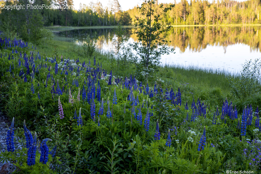 Flower, Plant, Blossom, Lupin, Nature