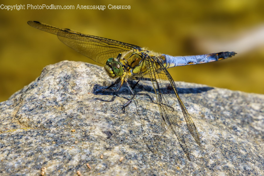 Insect, Animal, Invertebrate, Dragonfly, Anisoptera