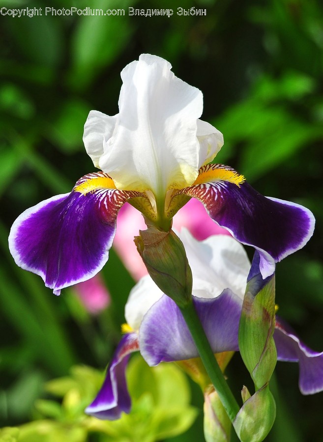 Flower, Iris, Plant, Blossom, Petal