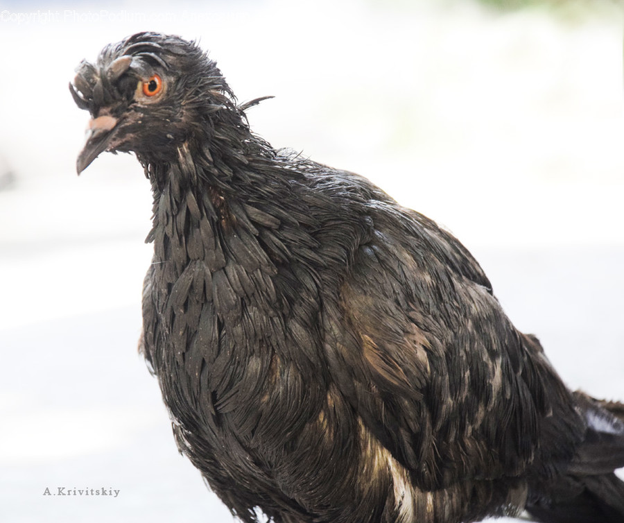 Chicken, Animal, Bird, Poultry, Fowl